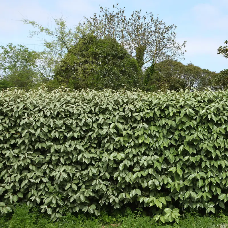 3 Eleagnus