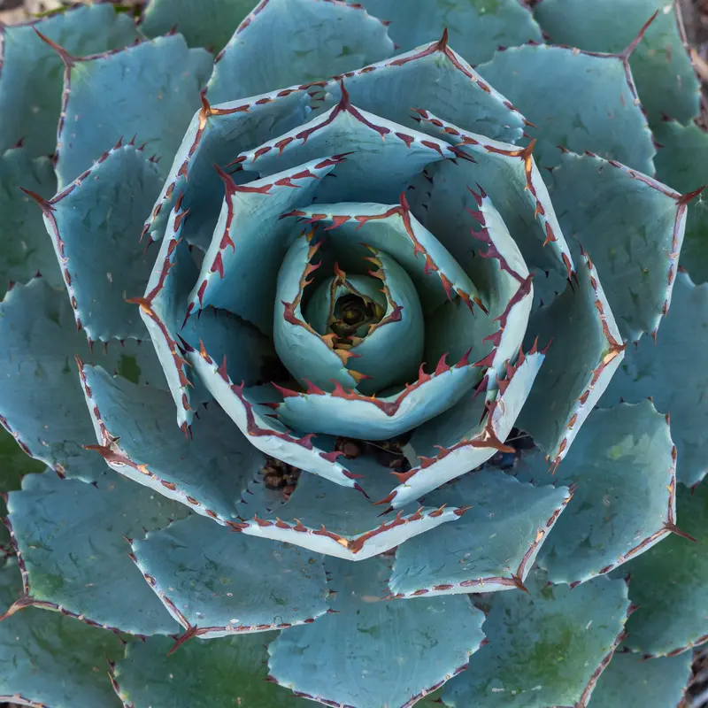 Agave Globe