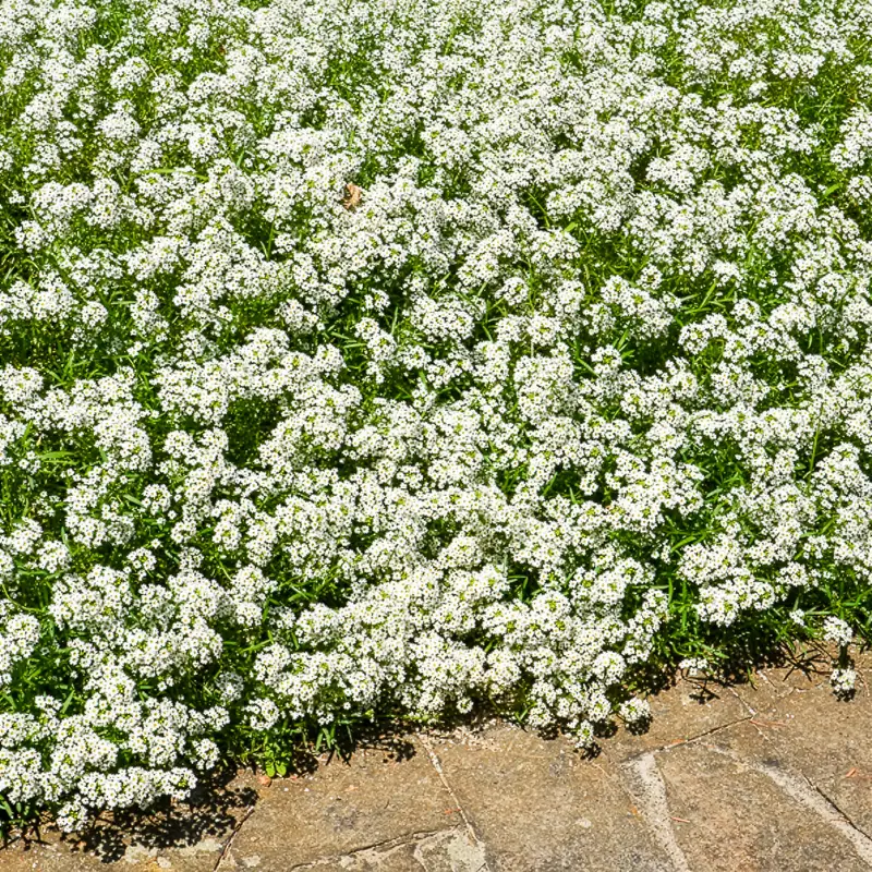 Alysse odorant