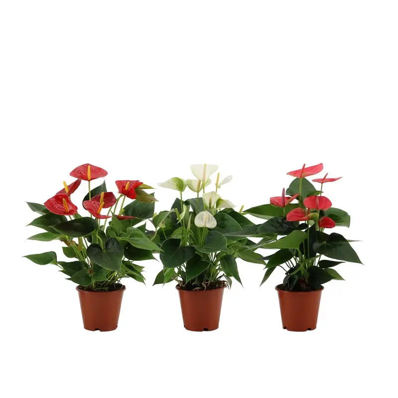 Anthurium multicolore