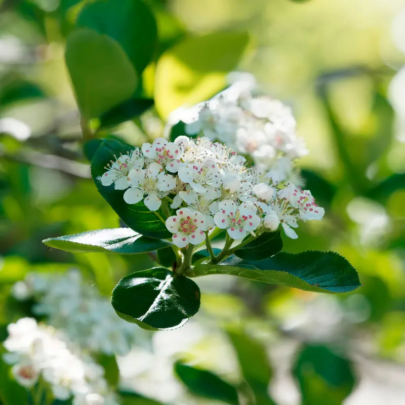 Aronia viking