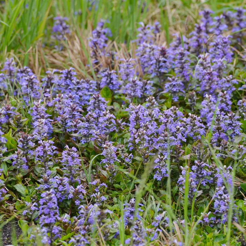 Bugle rampante