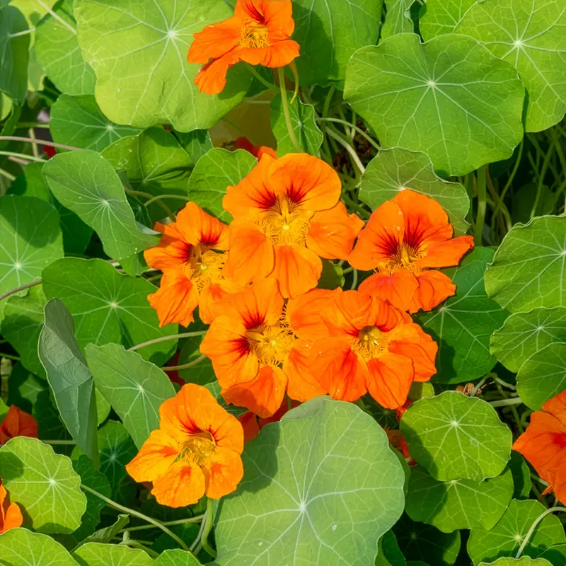 Capucine orange