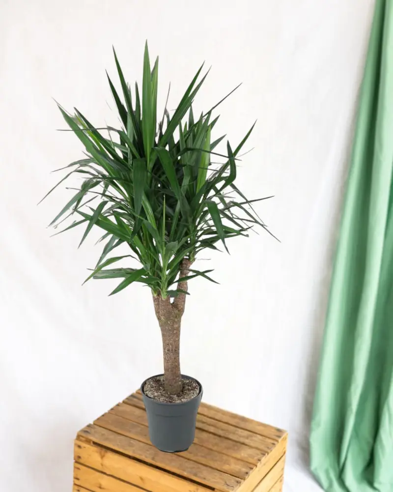 Dracaena draco