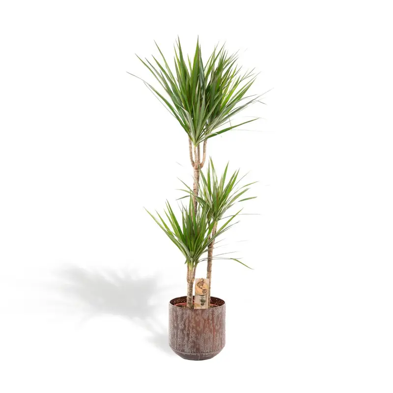 Dracaena et son cache