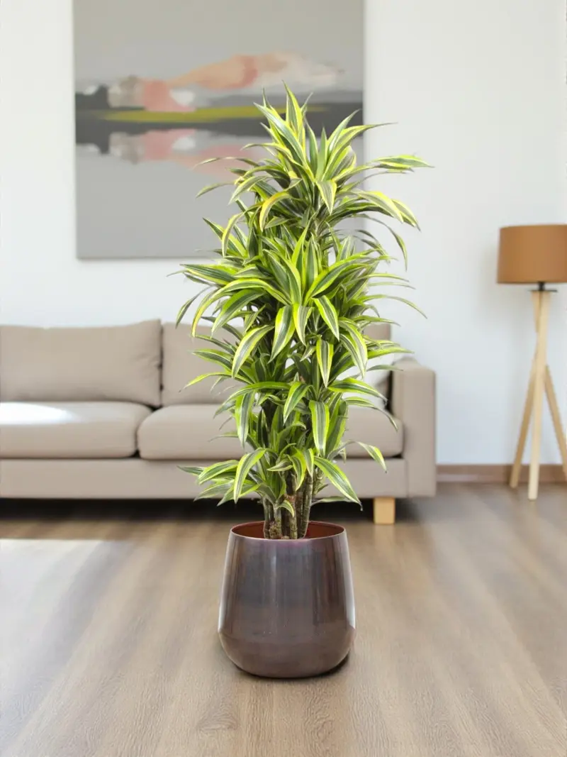 Dracaena Lemon Lime