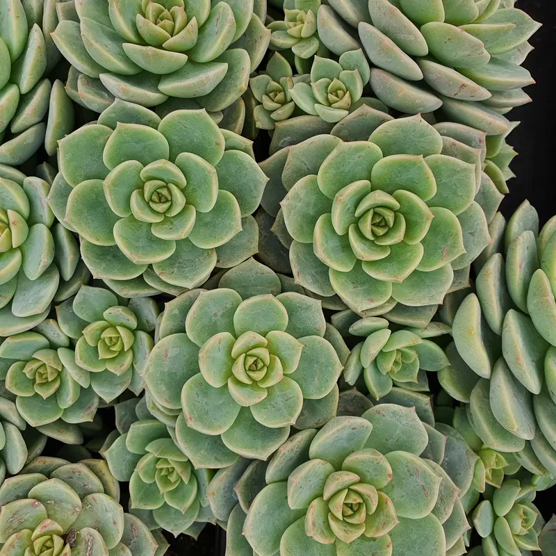 Echeveria rose