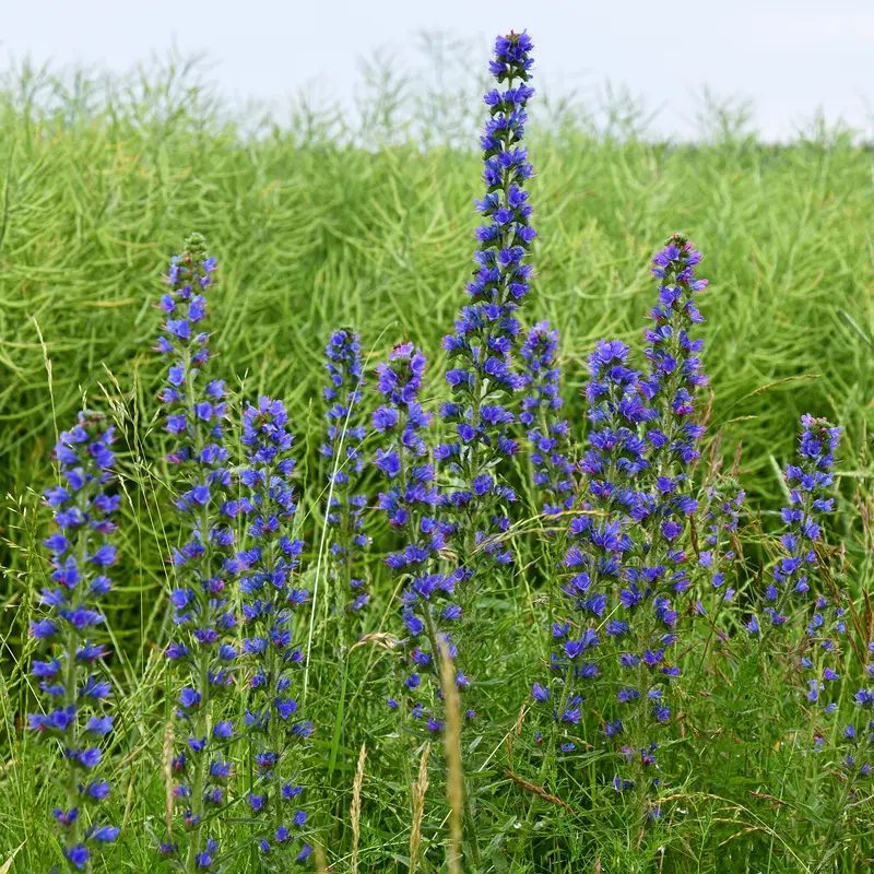 Echium vulgare