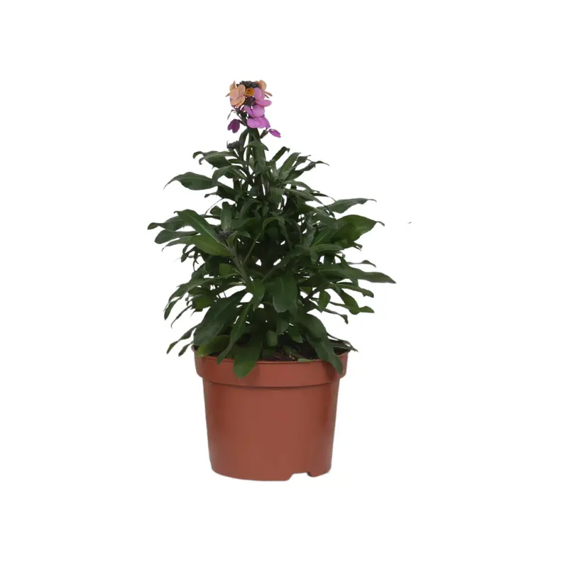 Erysimum violet