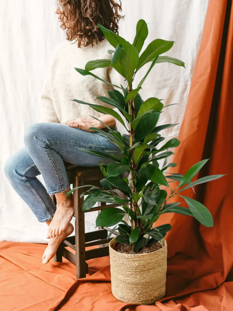 Ficus Cyathistipula