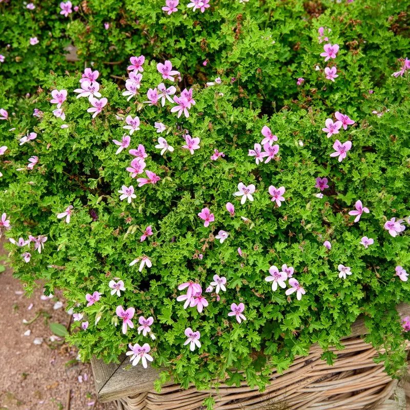 Géranium odorant