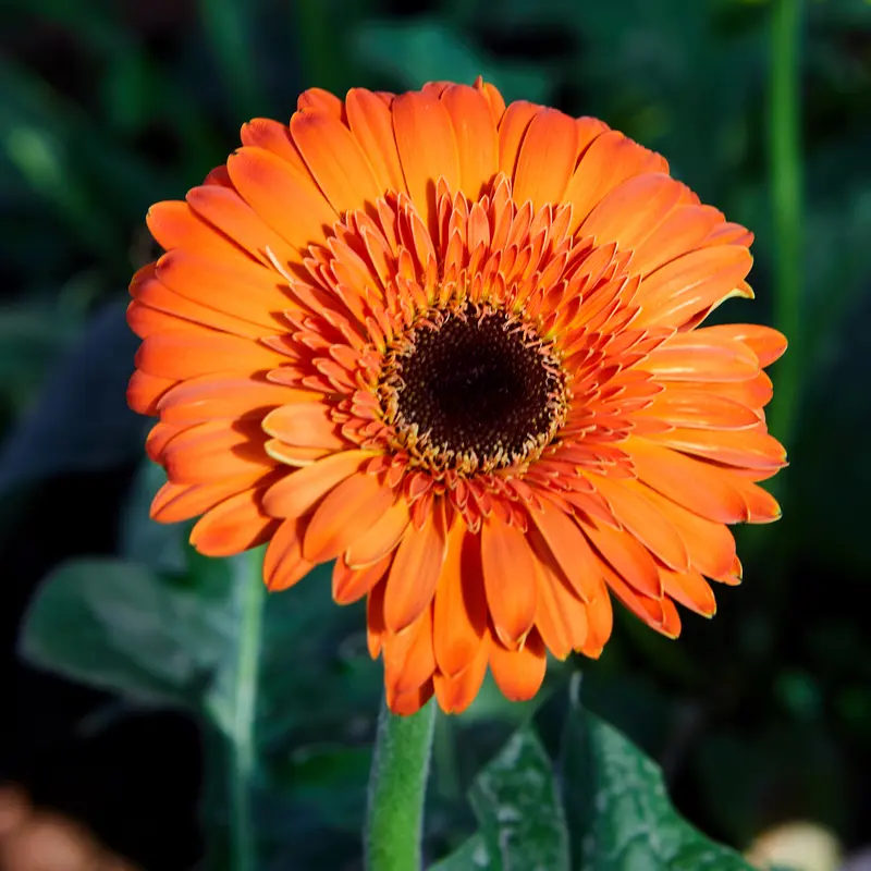 Gerbera orange