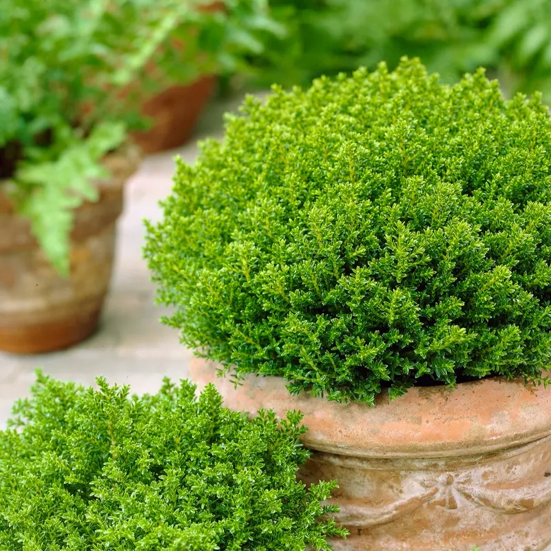 Hebe Emerald Green