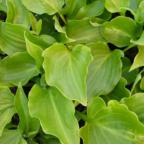 Hosta Invincible