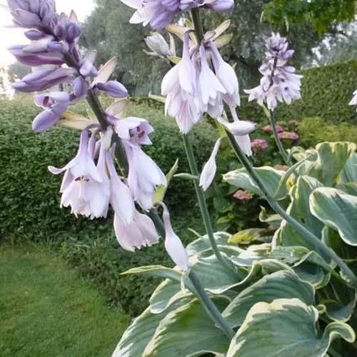 Hosta Sagae