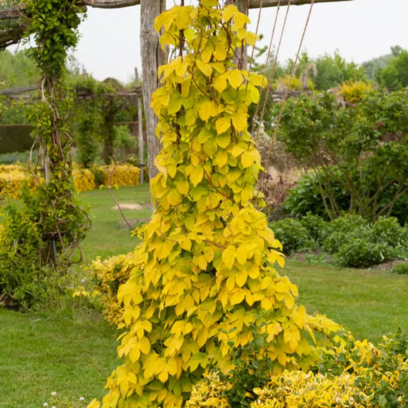 Houblon doré