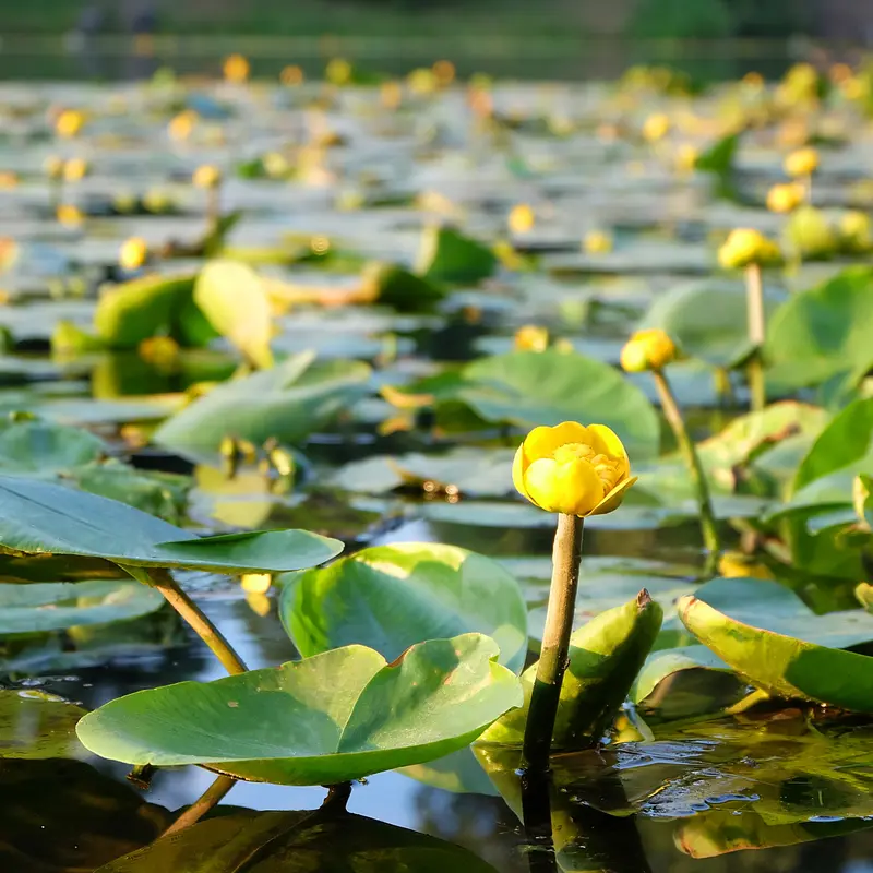 Nénuphar commun