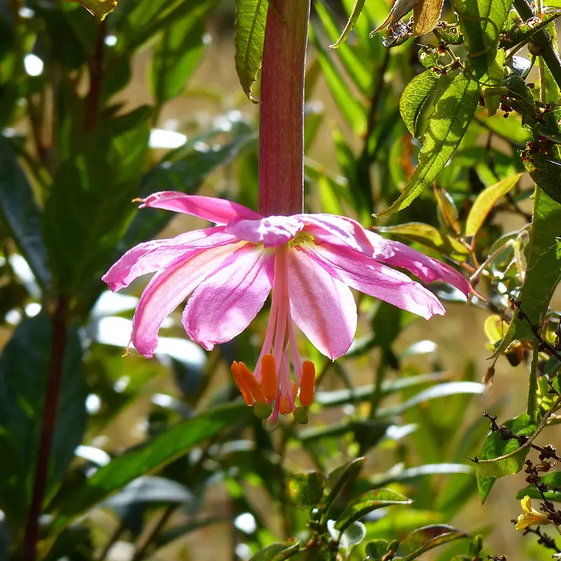 Passiflore banane