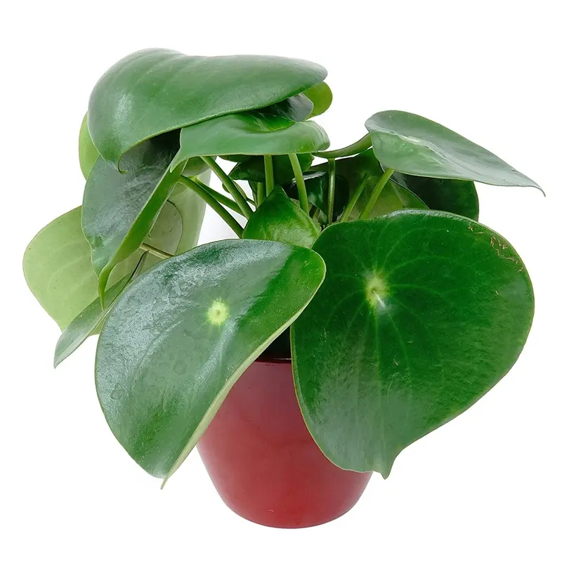 Peperomia Raindrop