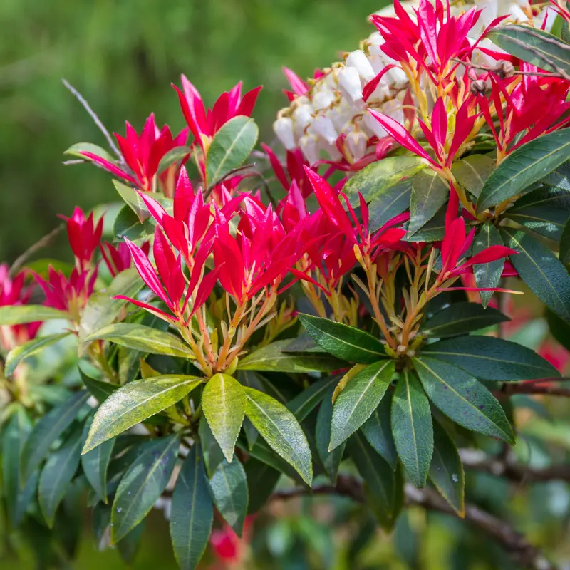 Pieris Forest flame