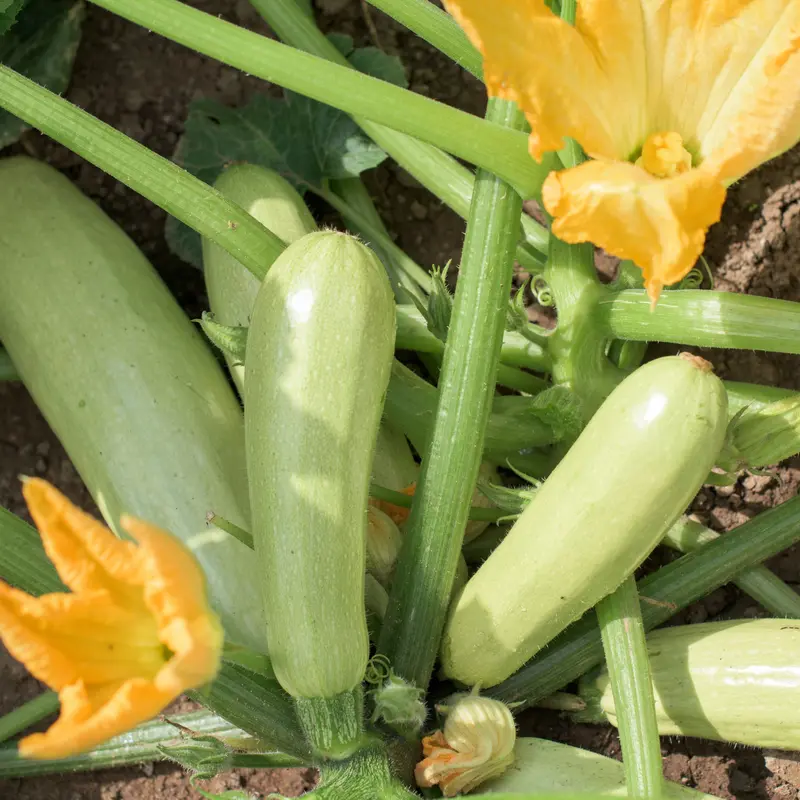 Plant Courgette Lorea