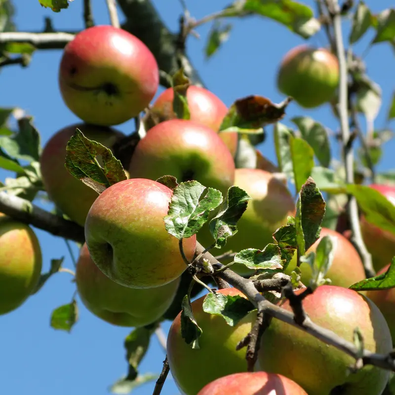 Pommier Braeburn