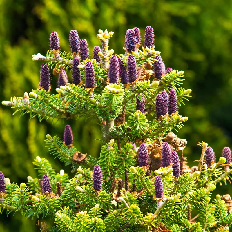 Sapin de Corée