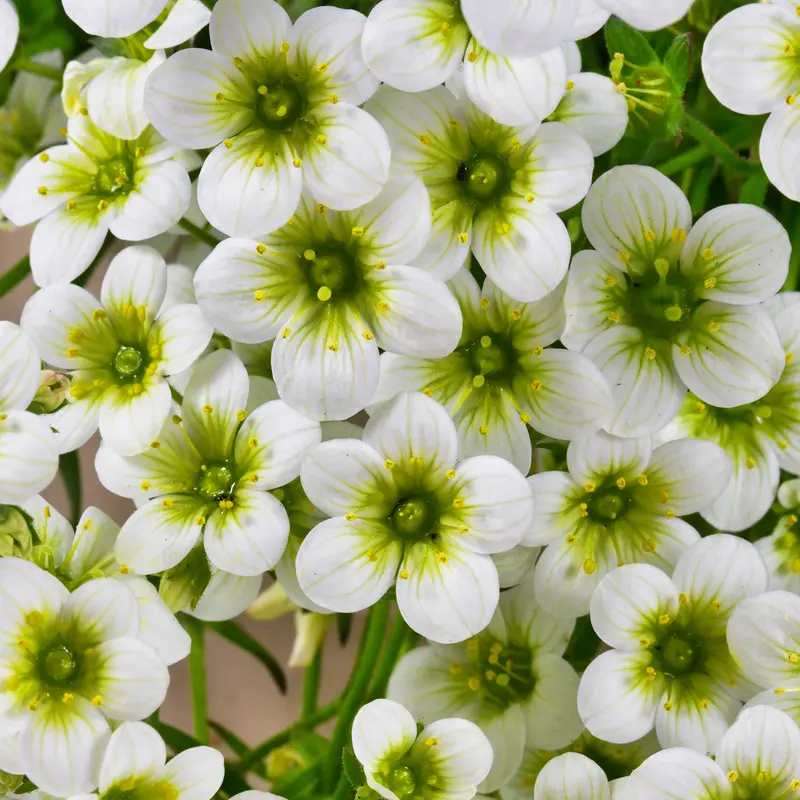 Saxifrage mousse Pixie White