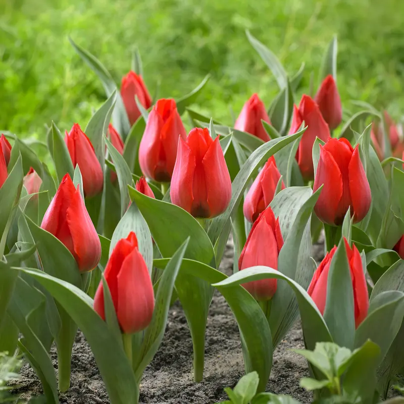 Tulipe Jules César
