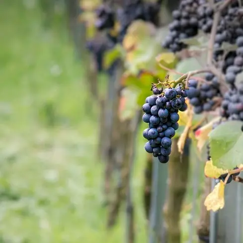 Vigne Pinot